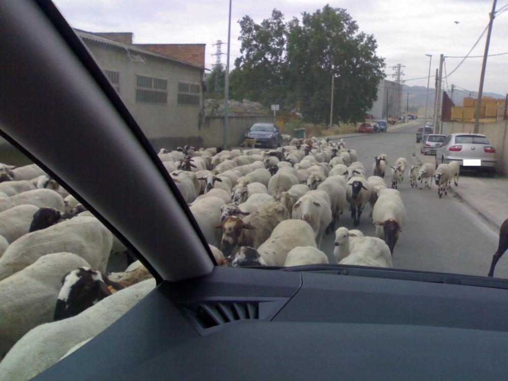 56fd05855da91_Pereysubditos.thumb.jpg.77