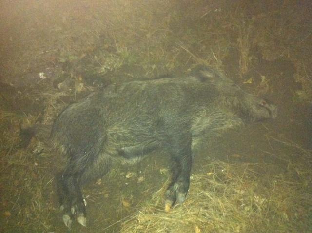 56fd07e214ee6_image(1).thumb.jpeg.a5cad8